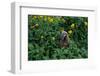 Laysan Albatross Chick-W^ Perry Conway-Framed Photographic Print