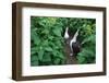 Laysan Albatross Courting-W. Perry Conway-Framed Photographic Print