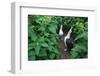 Laysan Albatross Courting-W. Perry Conway-Framed Photographic Print