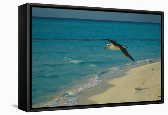 Laysan Albatross Flying-W. Perry Conway-Framed Stretched Canvas