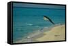 Laysan Albatross Flying-W. Perry Conway-Framed Stretched Canvas