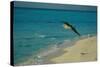 Laysan Albatross Flying-W. Perry Conway-Stretched Canvas