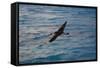 Laysan Albatross Flying-W. Perry Conway-Framed Stretched Canvas