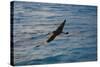 Laysan Albatross Flying-W. Perry Conway-Stretched Canvas