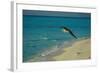 Laysan Albatross Flying-W. Perry Conway-Framed Photographic Print