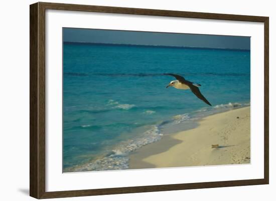 Laysan Albatross Flying-W. Perry Conway-Framed Photographic Print