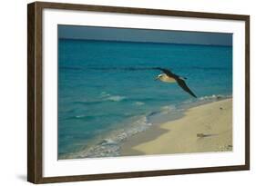 Laysan Albatross Flying-W. Perry Conway-Framed Photographic Print