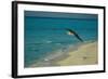 Laysan Albatross Flying-W. Perry Conway-Framed Photographic Print