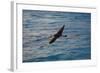 Laysan Albatross Flying-W. Perry Conway-Framed Photographic Print