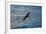 Laysan Albatross Flying-W. Perry Conway-Framed Photographic Print