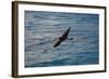 Laysan Albatross Flying-W. Perry Conway-Framed Photographic Print