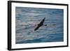 Laysan Albatross Flying-W. Perry Conway-Framed Photographic Print