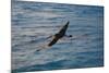 Laysan Albatross Flying-W. Perry Conway-Mounted Photographic Print