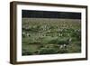 Laysan Albatross Nesting Grounds-W. Perry Conway-Framed Photographic Print