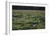 Laysan Albatross Nesting Grounds-W. Perry Conway-Framed Photographic Print