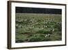 Laysan Albatross Nesting Grounds-W. Perry Conway-Framed Photographic Print