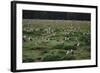 Laysan Albatross Nesting Grounds-W. Perry Conway-Framed Photographic Print