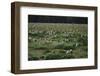 Laysan Albatross Nesting Grounds-W. Perry Conway-Framed Photographic Print