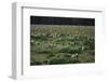 Laysan Albatross Nesting Grounds-W. Perry Conway-Framed Photographic Print