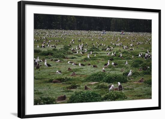 Laysan Albatross Nesting Grounds-W. Perry Conway-Framed Photographic Print