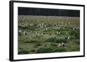 Laysan Albatross Nesting Grounds-W. Perry Conway-Framed Photographic Print
