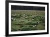 Laysan Albatross Nesting Grounds-W. Perry Conway-Framed Photographic Print