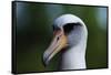 Laysan Albatross-W. Perry Conway-Framed Stretched Canvas