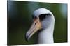 Laysan Albatross-W. Perry Conway-Stretched Canvas