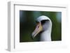 Laysan Albatross-W. Perry Conway-Framed Photographic Print