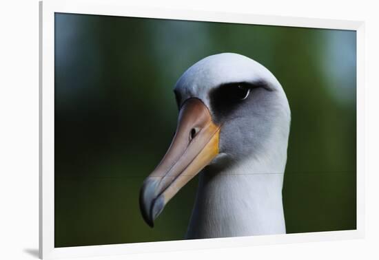 Laysan Albatross-W. Perry Conway-Framed Photographic Print