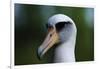 Laysan Albatross-W. Perry Conway-Framed Photographic Print