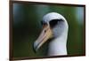 Laysan Albatross-W. Perry Conway-Framed Photographic Print