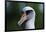 Laysan Albatross-W. Perry Conway-Framed Photographic Print