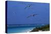 Laysan Albatrosses Flying-W^ Perry Conway-Stretched Canvas