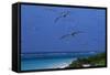 Laysan Albatrosses Flying-W^ Perry Conway-Framed Stretched Canvas