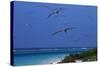 Laysan Albatrosses Flying-W^ Perry Conway-Stretched Canvas