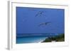 Laysan Albatrosses Flying-W^ Perry Conway-Framed Photographic Print