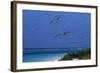 Laysan Albatrosses Flying-W^ Perry Conway-Framed Photographic Print