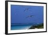 Laysan Albatrosses Flying-W^ Perry Conway-Framed Photographic Print