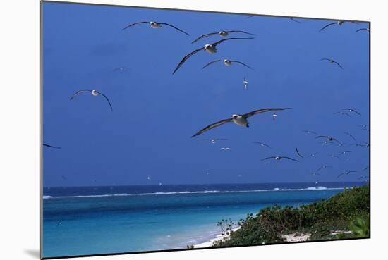 Laysan Albatrosses Flying-W^ Perry Conway-Mounted Photographic Print