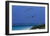 Laysan Albatrosses Flying-W^ Perry Conway-Framed Photographic Print