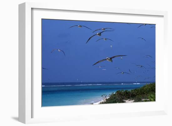 Laysan Albatrosses Flying-W^ Perry Conway-Framed Photographic Print