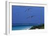 Laysan Albatrosses Flying-W^ Perry Conway-Framed Photographic Print