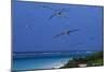 Laysan Albatrosses Flying-W^ Perry Conway-Mounted Photographic Print