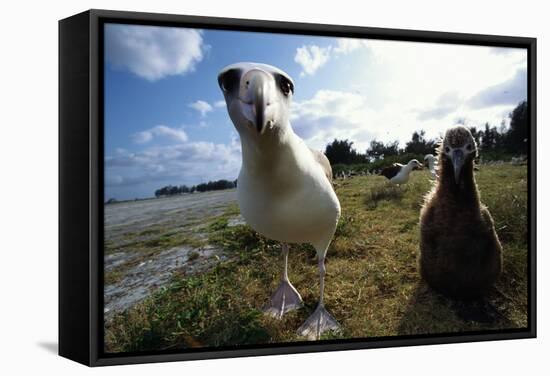 Laysan Albatrosses-W. Perry Conway-Framed Stretched Canvas