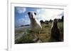 Laysan Albatrosses-W. Perry Conway-Framed Photographic Print