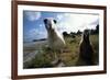 Laysan Albatrosses-W. Perry Conway-Framed Photographic Print