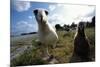 Laysan Albatrosses-W. Perry Conway-Mounted Photographic Print