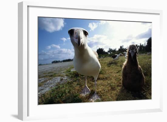 Laysan Albatrosses-W. Perry Conway-Framed Photographic Print