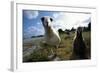 Laysan Albatrosses-W. Perry Conway-Framed Photographic Print